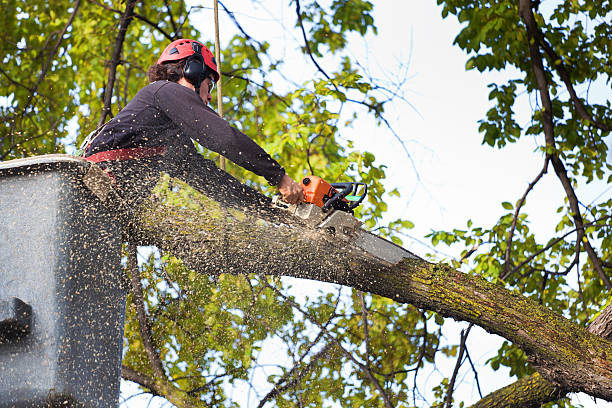 Best Tree Removal Near Me  in Little River, SC